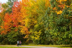 Colorful fall foliage on campus