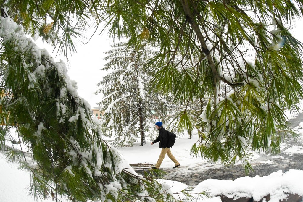 A pine trees branches are framing a student walking on the snowy walkway