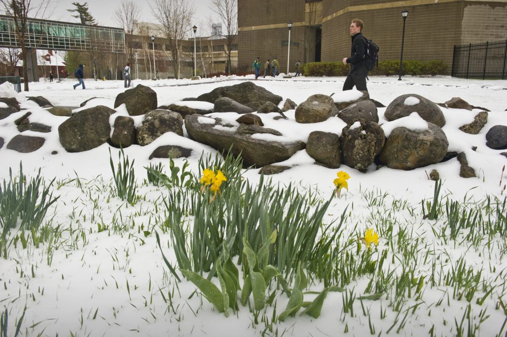 Green and yellow flowers that are popping up through the snow with a stone wall behind while a student walks