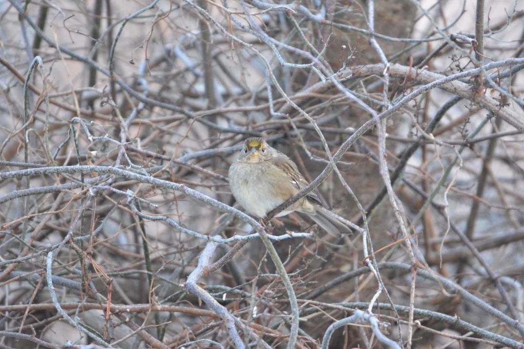 A golden-crowned sparrow rests on a tree branch with a mess of branches and twigs in the background