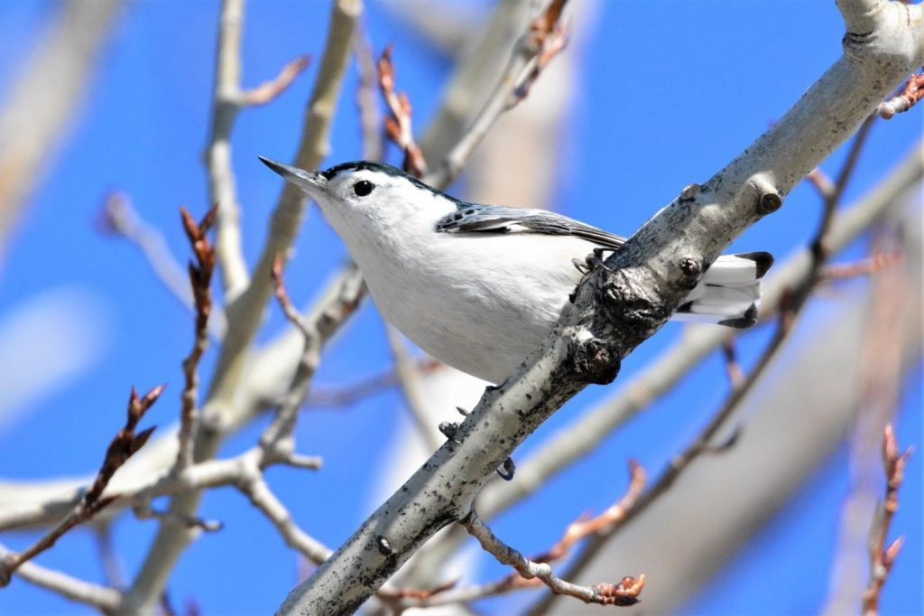 a white bird looks attentively to the left while sitting on a small branch. 