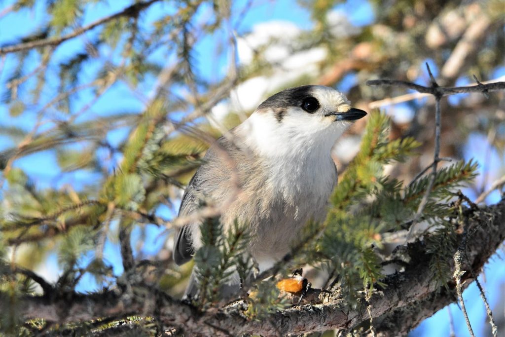 a white and gray bird rested on a small branch. 