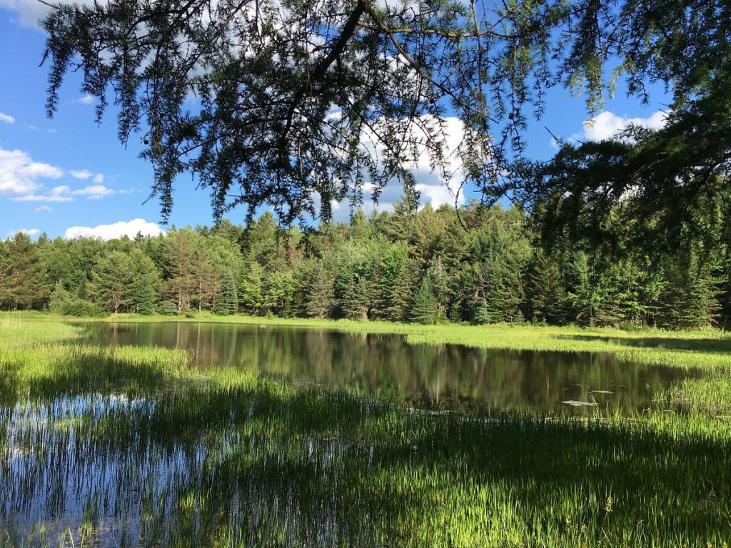 Pine needles overhang in front of a view of a calm pond in which long grass is growing. Pine trees line the far bank of the water. 