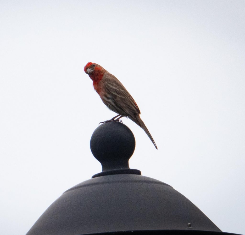 Small bird with red head perched on top of a black lamp.