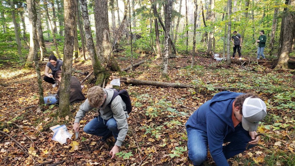 Clarkson University environmental science students collect leaf litter samples during a field lab in a forest ecosystem.