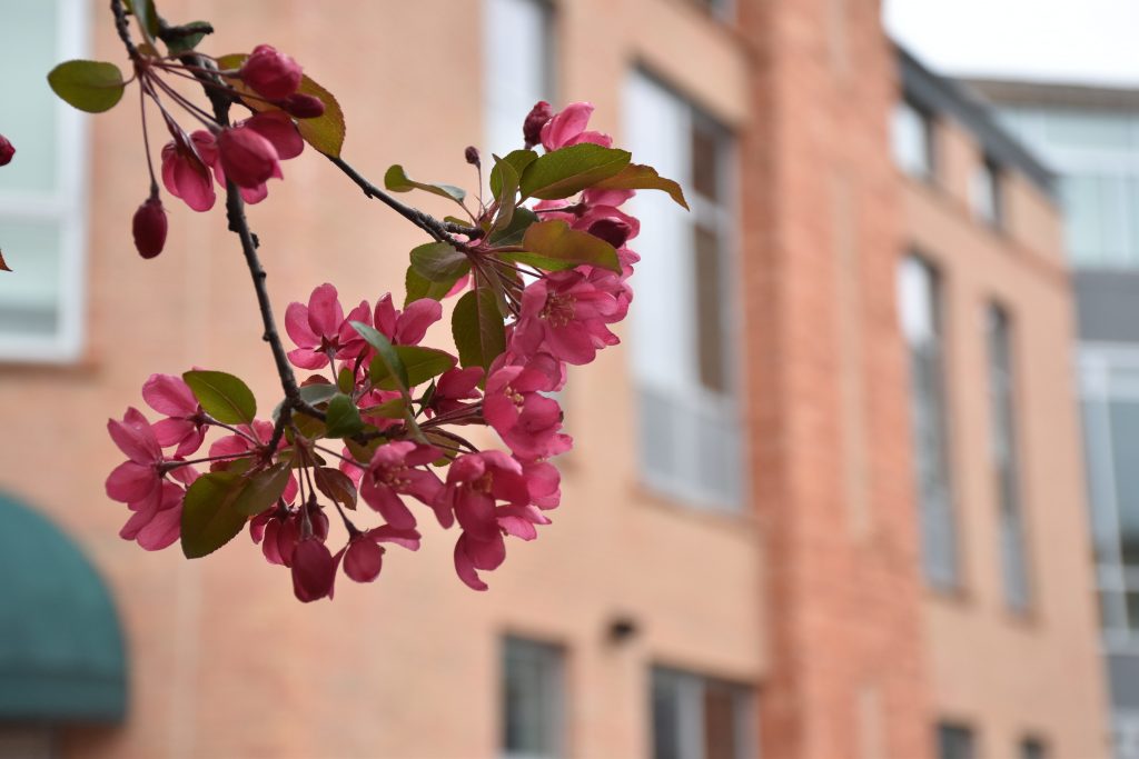 Close-up of pink flowers in front of a brick building.