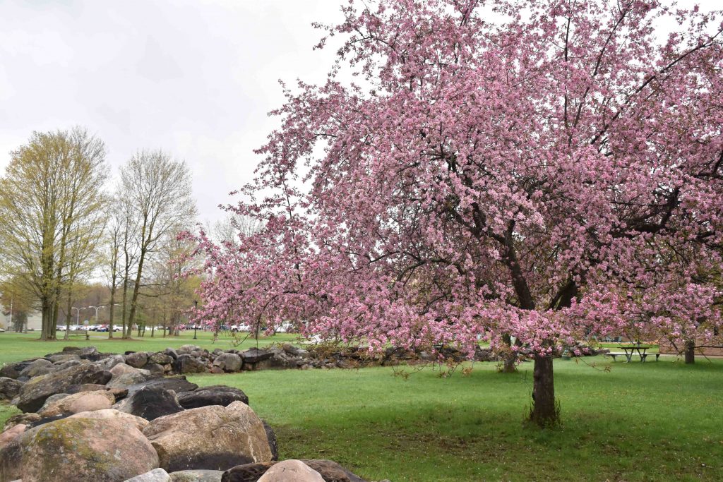 Large cherry blossom tree in bloom on campus.
